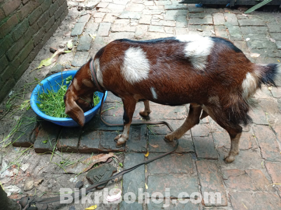 মায়া ছাগল (বয়স: ১বছর+)